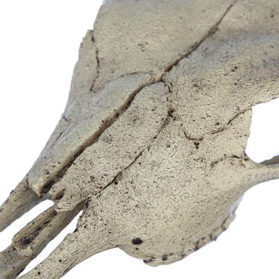 Show full view: Exo Terra Buffalo Skull Terrarium Décor slide 9 of 10