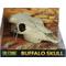 Show in main carousel: Exo Terra Buffalo Skull Terrarium Décor slide 6 of 10