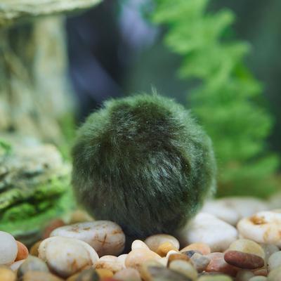 Show full view: Exo Terra Clarity & Odor Control Moss Ball for Turtles slide 4 of 7
