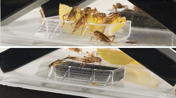 Show full view: Exo Terra Cricket Pen with Dispensing Tubes, Small: 2 tubes slide 2 of 5