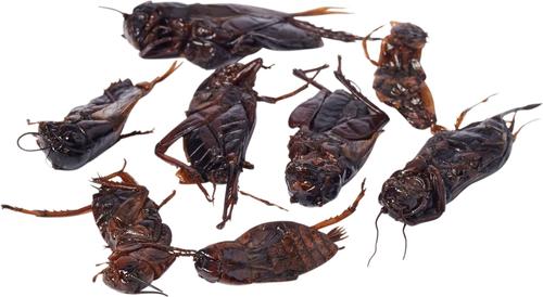 Show full view: Exo Terra Crickets Vacuum Packed Reptile Food, 0.53-oz bag slide 3 of 3