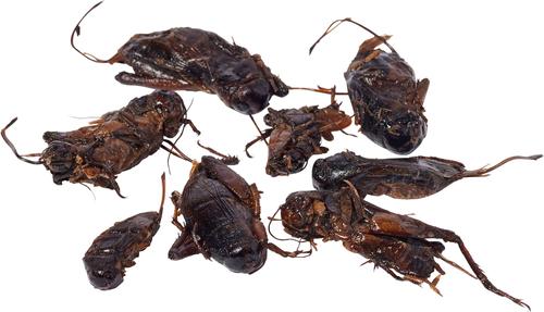 Show full view: Exo Terra Crickets X-Large Vacuum Packed Reptile Food, 0.53-oz bag slide 3 of 3