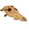 Show in main carousel: Exo Terra Croc Skull Repile Terrarium Decor slide 1 of 7