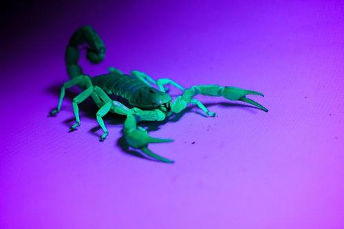 Show full view: Exo Terra Day/Night Reptile Terrarium LED Fixture, Small slide 3 of 3