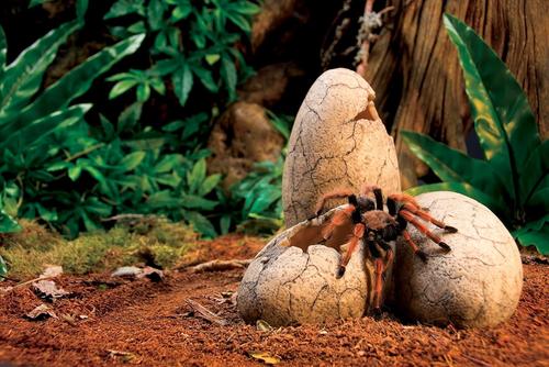 Show full view: Exo Terra Dinosaur Egg Fossil Reptile Terrarium Ornament slide 6 of 7