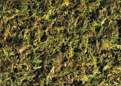 Exo Terra Forest Moss Tropical Terrarium Reptile Substrate, 7-qt, 2 count slide 2 of 3