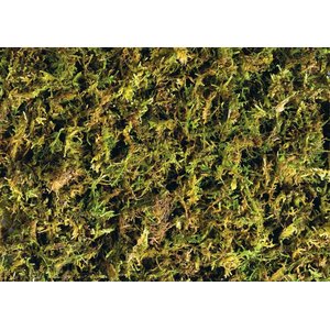 Exo Terra Forest Moss Tropical Terrarium Reptile Substrate, 7-qt, 2 count
