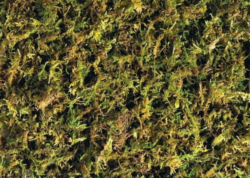 Show full view: Exo Terra Forest Moss Tropical Terrarium Reptile Substrate, 7-qt, 2 count slide 3 of 5