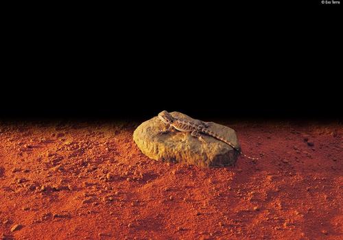 Show full view: Exo Terra Heatwave Rock Reptile Heater, Small slide 3 of 4