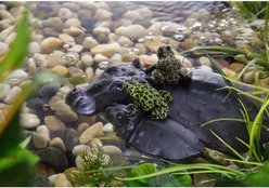 Exo Terra Hippo-Turtle Island Reptile Terrarium Ornament slide 2 of 5