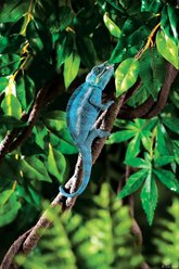 Exo Terra Jungle Vine for Reptiles & Amphibians, Large slide 2 of 5
