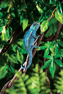 Show full view: Exo Terra Jungle Vine for Reptiles & Amphibians, Small slide 2 of 7