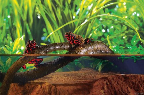 Show full view: Exo Terra Jungle Vine for Reptiles & Amphibians, Small slide 3 of 7