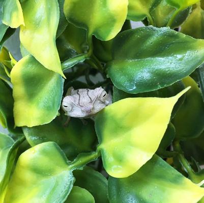 Show full view: Exo Terra Mandarin Plastic Plant, Large slide 2 of 4