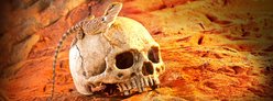 Exo Terra Primate Skull Terrarium Hiding Place slide 2 of 3