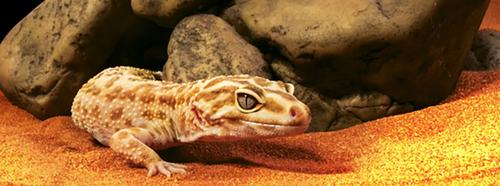 Show full view: Exo Terra Reptile Cave, Large slide 3 of 10