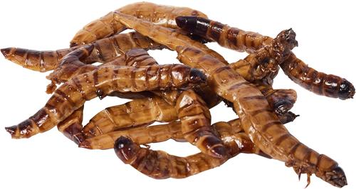 Show full view: Exo Terra Superworms Vacuum Packed Reptile Food, 0.53-oz bag slide 3 of 3