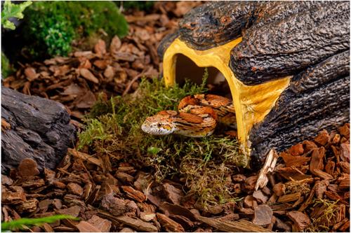 Show full view: Exo Terra Wet Log Reptile Waterer, Small slide 4 of 9