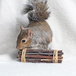 Exotic Nutrition Apple Sticks Hamster Treats, 20 count slide 2 of 6