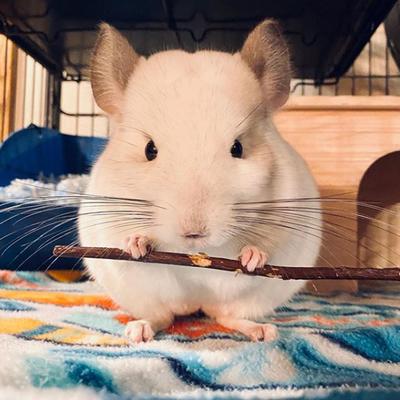 Show full view: Exotic Nutrition Apple Sticks Hamster Treats, 20 count slide 3 of 6