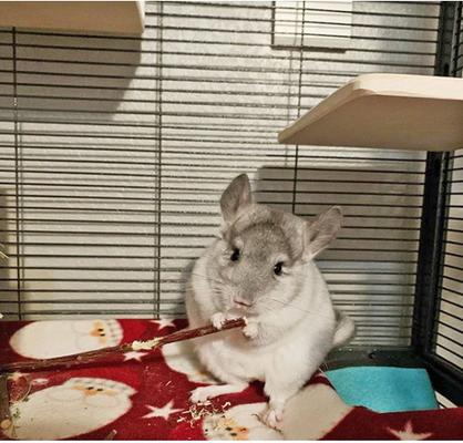 Show full view: Exotic Nutrition Apple Sticks Hamster Treats, 20 count slide 5 of 6