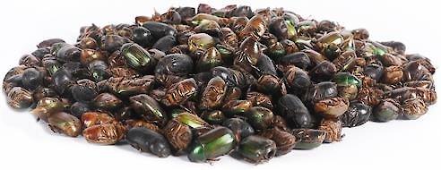 Show full view: Exotic Nutrition Beetle Craze Bird Treats, 2-lbs bag slide 6 of 7
