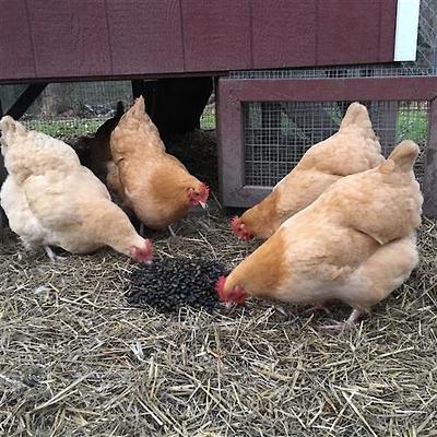 Show full view: Exotic Nutrition Beetle Craze Bird Treats, 2-lbs bag slide 7 of 7