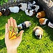 Show in main carousel: Exotic Nutrition Carrot Minis Small Pet Chew Toy slide 2 of 7
