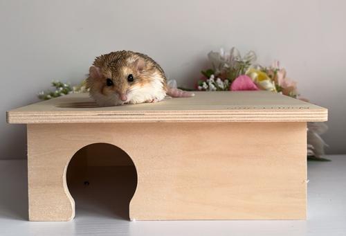 Show full view: Exotic Nutrition Chamber Box Small Pet Toy, Small slide 5 of 8