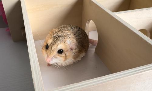 Show full view: Exotic Nutrition Chamber Box Small Pet Toy, Small slide 6 of 8