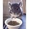 Show in main carousel: Exotic Nutrition Chinchilla Diet with Rose Hips Small-Pet Food, 2-lb bag slide 5 of 5