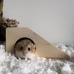 Show in main carousel: Exotic Nutrition Climber Cave Small Pet Toy slide 4 of 6