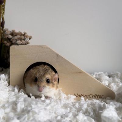 Show full view: Exotic Nutrition Climber Cave Small Pet Toy slide 4 of 6