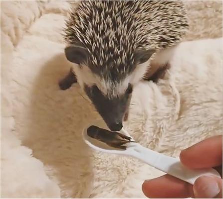 Show full view: Exotic Nutrition Crickets Hedgehog Treats, 1.2-oz can slide 3 of 4