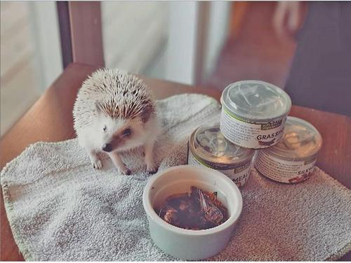 Show full view: Exotic Nutrition Crickets Hedgehog Treats, 1.2-oz can slide 4 of 4