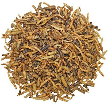 Show full view: Exotic Nutrition Critter Selects EZ-Small Pet Worm Treat, 1.41-oz bag slide 2 of 4