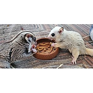 Exotic Nutrition Critter Selects EZ-Small Pet Worm Treat, 1.41-oz bag
