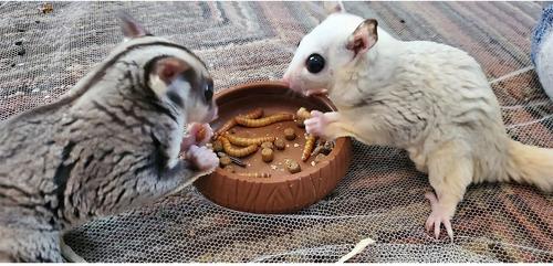 Show full view: Exotic Nutrition Critter Selects EZ-Small Pet Worm Treat, 1.41-oz bag slide 4 of 4