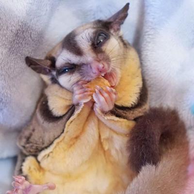 Show full view: Exotic Nutrition Critter Selects Fruit Medley Small Animal Treats, 4-oz bag slide 4 of 8