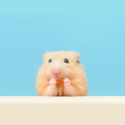 Show full view: Exotic Nutrition Critter Selects Fruit Medley Small Animal Treats, 4-oz bag slide 6 of 8