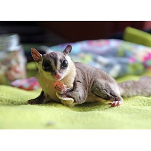 Exotic Nutrition Critter Selects Fruit Medley Small Animal Treats, 4-oz bag