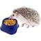 Show in main carousel: Exotic Nutrition Critter Selects Hedgie Bugs & Veggies Hedgehog Treats, 2.75-oz bag slide 5 of 6