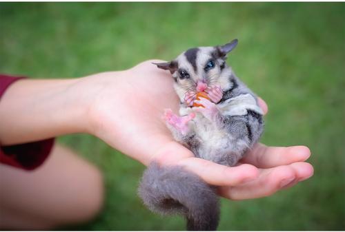 Show full view: Exotic Nutrition Critter Selects Island Blend Small Animal Treats, 4-oz bag slide 4 of 8