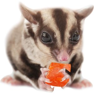 Exotic Nutrition Critter Selects Mango & Papaya Small Animal Treats, 4.5-oz bag