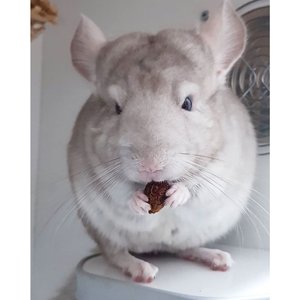 Exotic Nutrition Critter Selects Rose Hips Chinchilla Treats, 3-oz bag