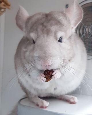 Show full view: Exotic Nutrition Critter Selects Rose Hips Chinchilla Treats, 3-oz bag slide 5 of 7
