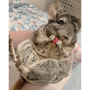 Exotic Nutrition Critter Selects Rose Hips Chinchilla Treats, 3-oz bag