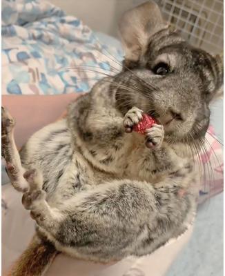 Show full view: Exotic Nutrition Critter Selects Rose Hips Chinchilla Treats, 3-oz bag slide 6 of 7