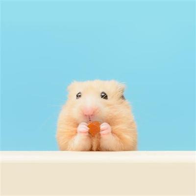 Show full view: Exotic Nutrition Critter Selects Small Pet Fruit & Nut Mix, 3.52-oz bag slide 5 of 7