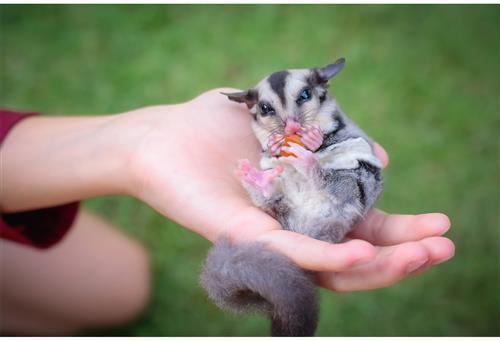 Show full view: Exotic Nutrition Critter Selects Small Pet Fruit & Nut Mix, 3.52-oz bag slide 6 of 7